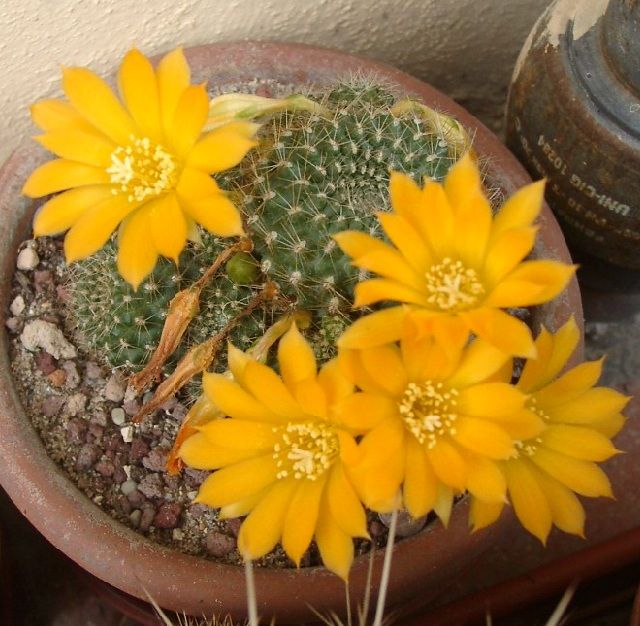 71-rebutia12.jpg